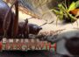Empires of the Undergrowth Preinstalled getfreegames